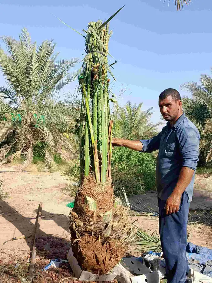 نخل للبيع خلاص صقعي برحي سكري شيشي واشنطني وفسايل وفروخ 14