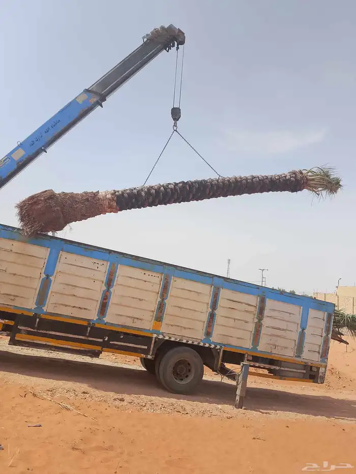 نخل للبيع خلاص صقعي برحي سكري شيشي واشنطني وفسايل وفروخ 16