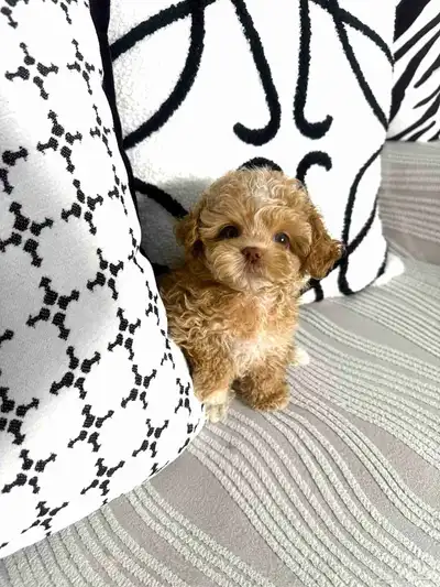 مالتيبو انثى مستوى جميل جدا وراقي index