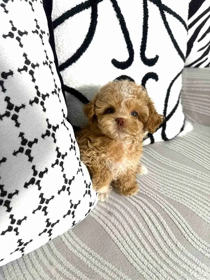 مالتيبو انثى مستوى جميل جدا وراقي 3