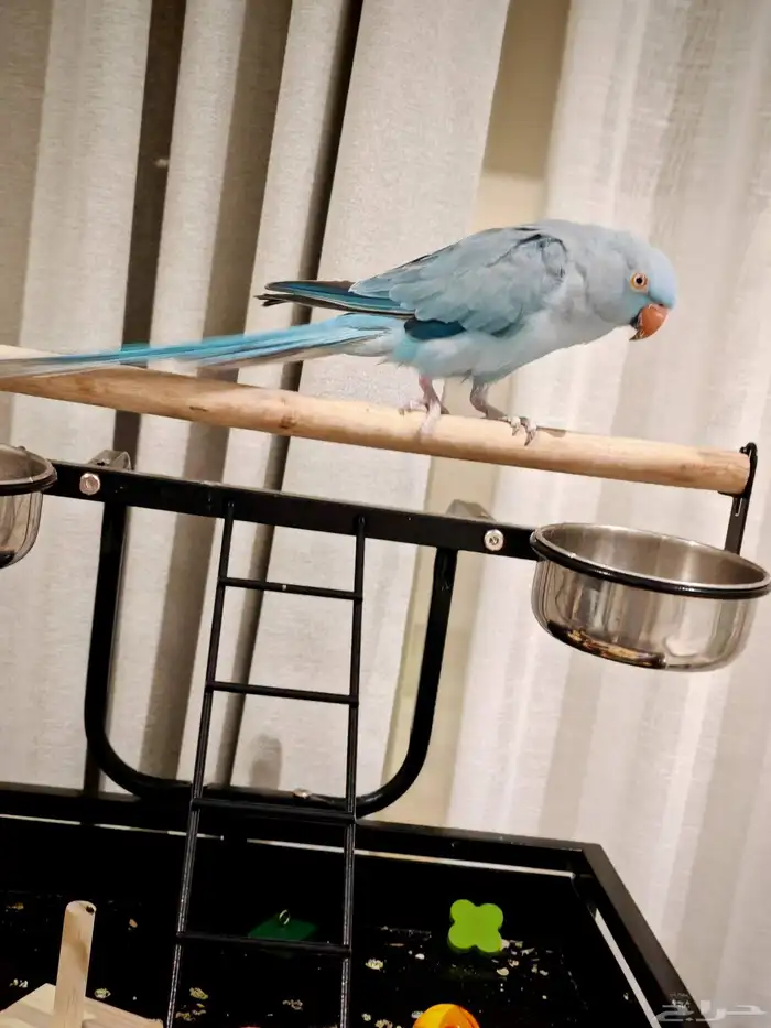 درة هولندي لون مميز 1