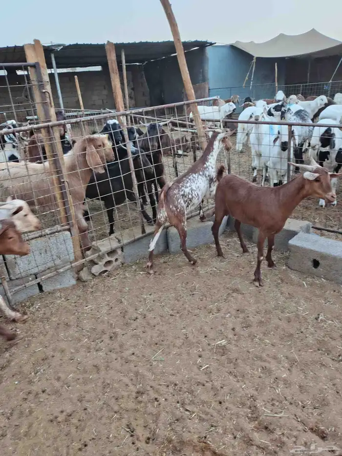 تيوس جنوبيه من محايل عسير ورخال رفيديه من جيزان 7