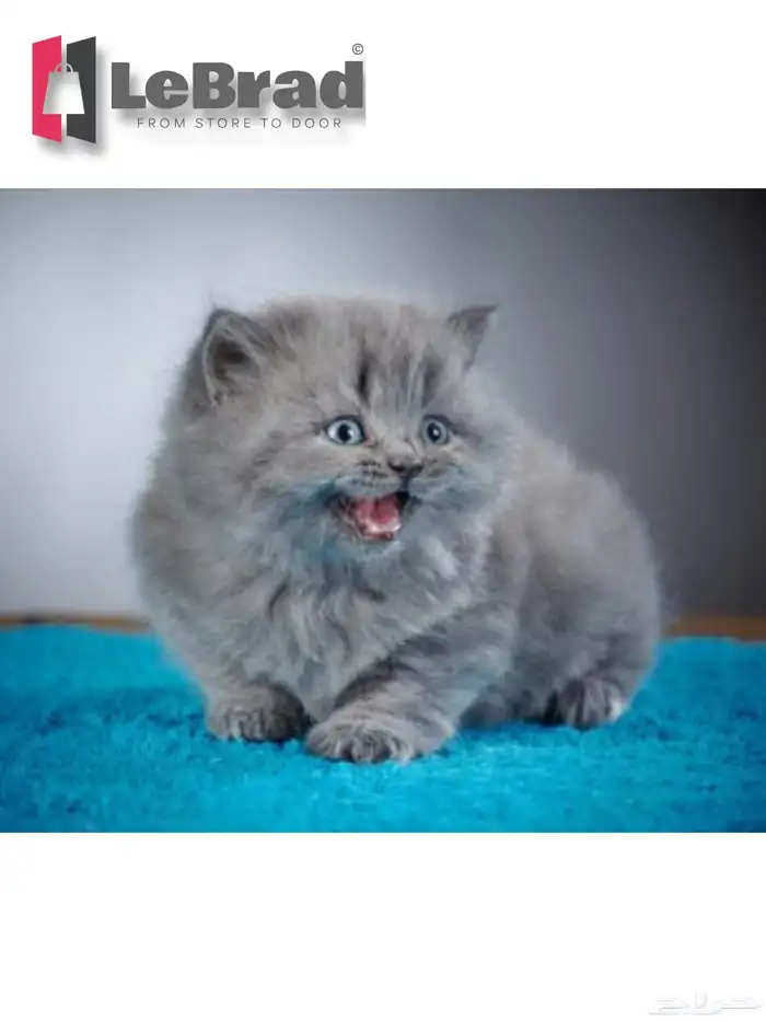 قطط كيتنز سكوتش بريتش بلو ليلاك عيون رصاصية LeBrad Cattery 2