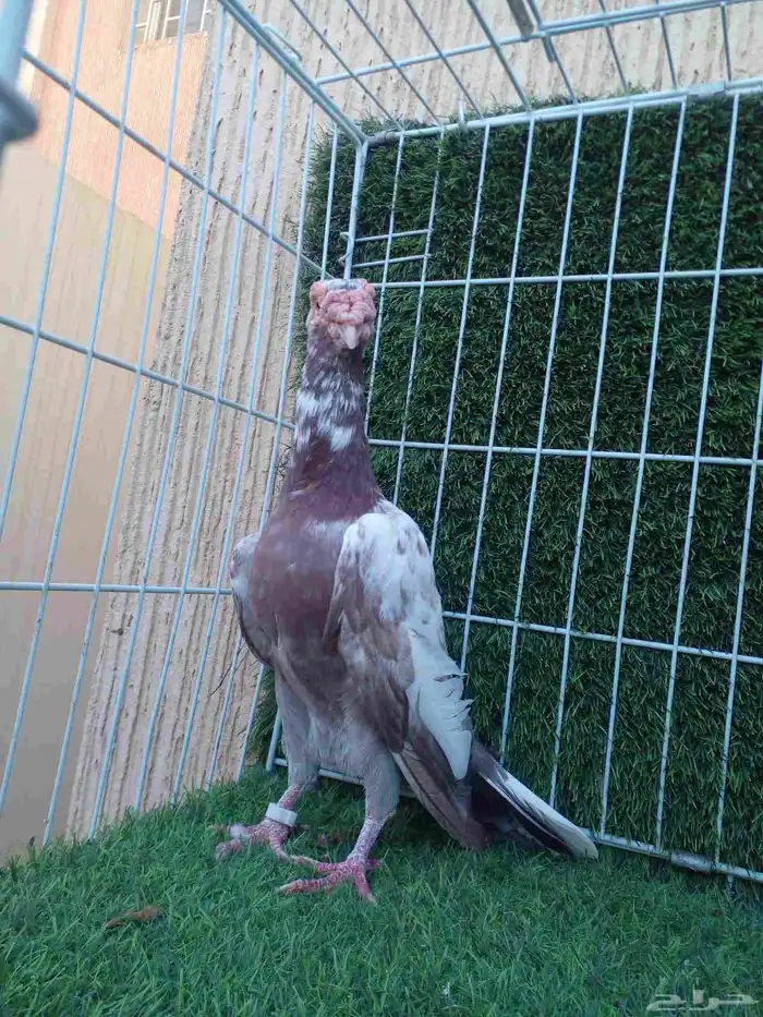 ذكرين للبيع .. ذكر لورنس وذكر بغدادي الذيل ابيض 0