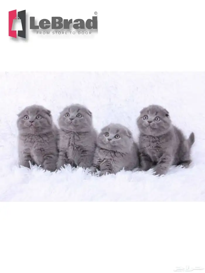 قطط كيتنز سكوتش بريتش بلو ليلاك عيون رصاصية LeBrad Cattery 0