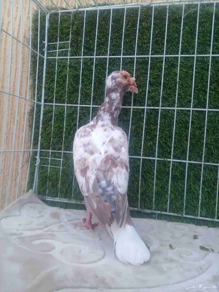 ذكرين للبيع .. ذكر لورنس وذكر بغدادي الذيل ابيض 3