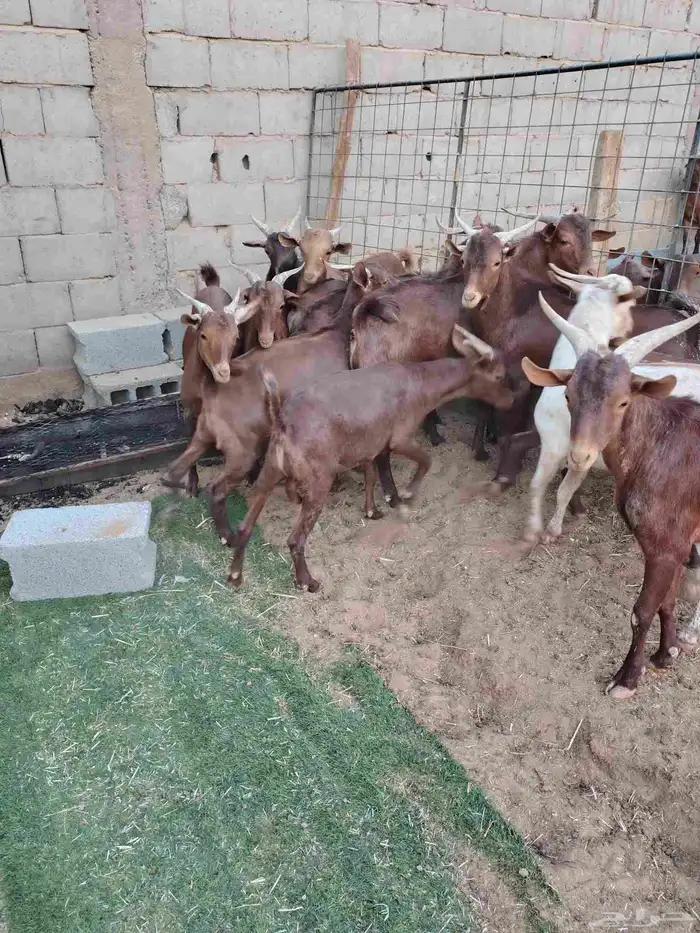 تيوس جنوبيه من محايل عسير ورخال رفيديه من جيزان 3