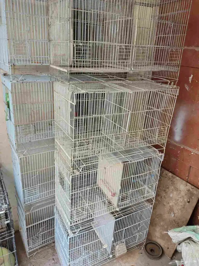 للبيع ثمان حبات شبوك تتقسم من النص تصلح طيور الحب والكناري 2