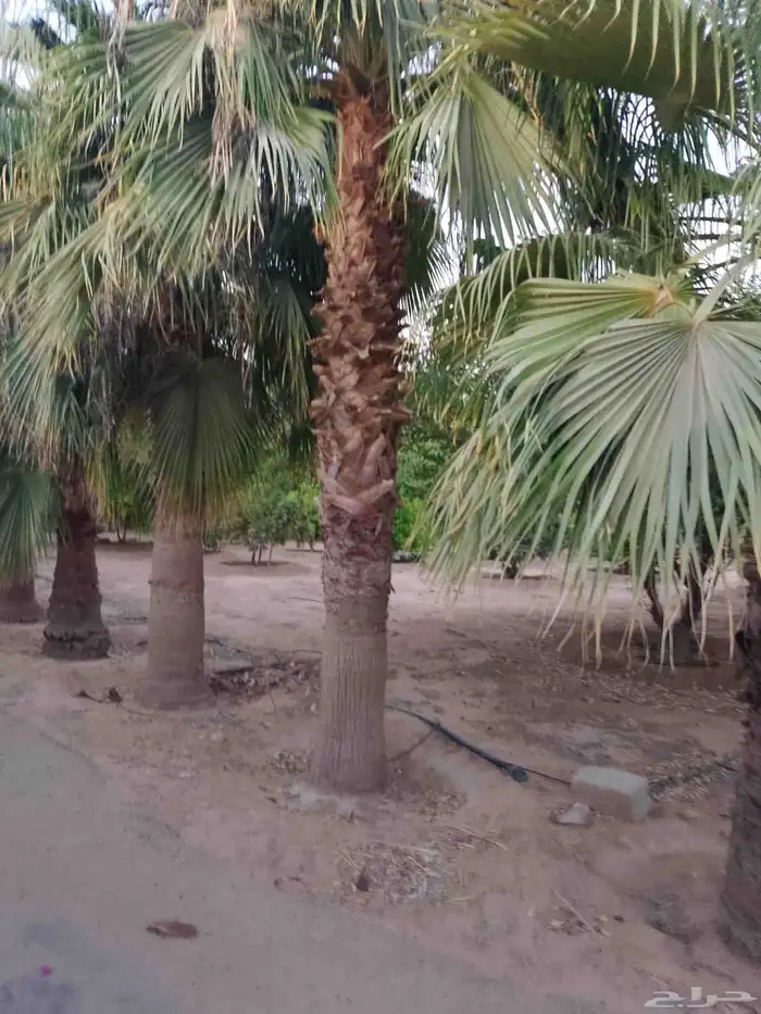 نخل للبيع خلاص صقعي برحي سكري شيشي واشنطني وفسايل وفروخ 11