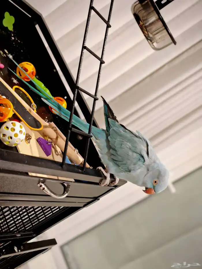 درة هولندي لون مميز 6