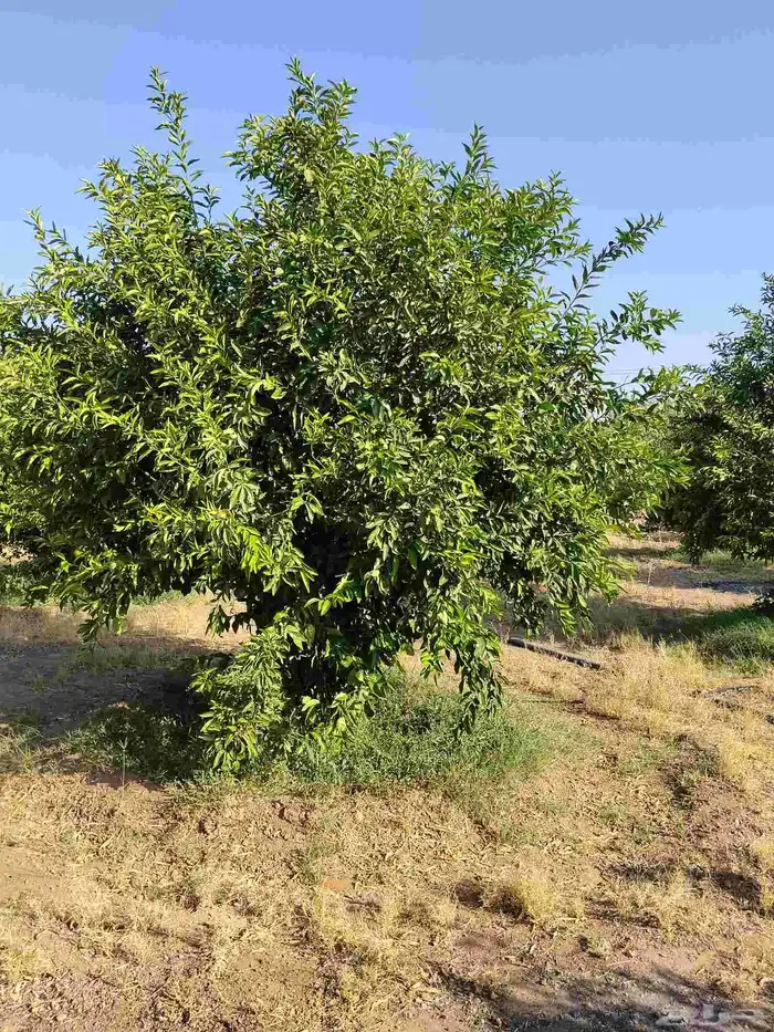 برتقال وتين للبيع وليمون ويوسفي 0