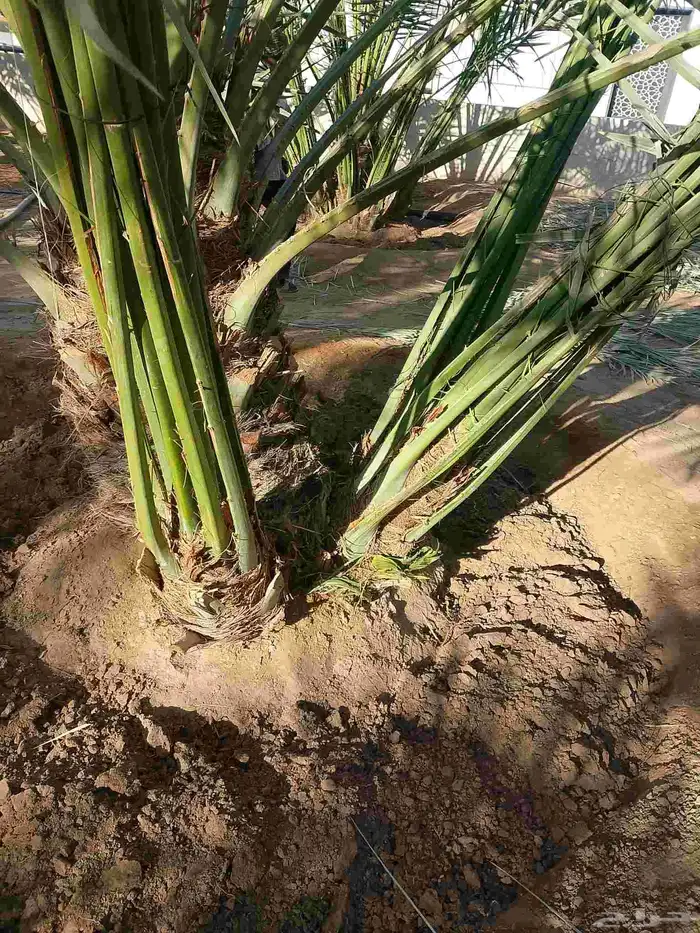 نخل للبيع خلاص صقعي برحي سكري شيشي واشنطني وفسايل وفروخ 2