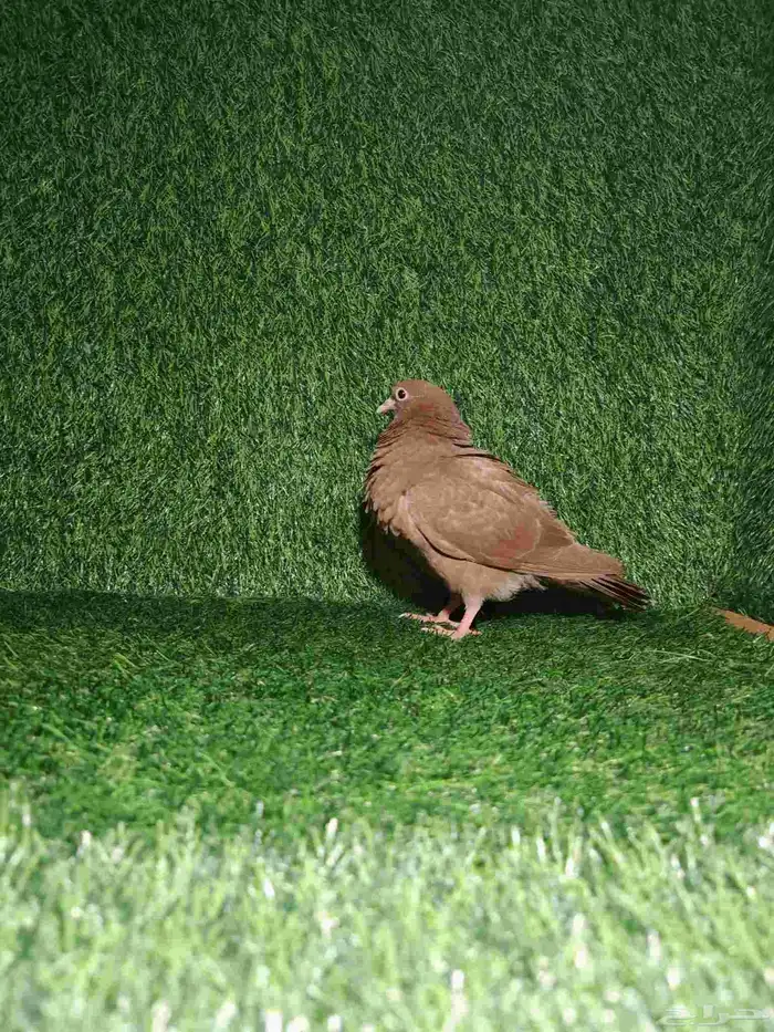 صنعاوي احمر من النوادر 1