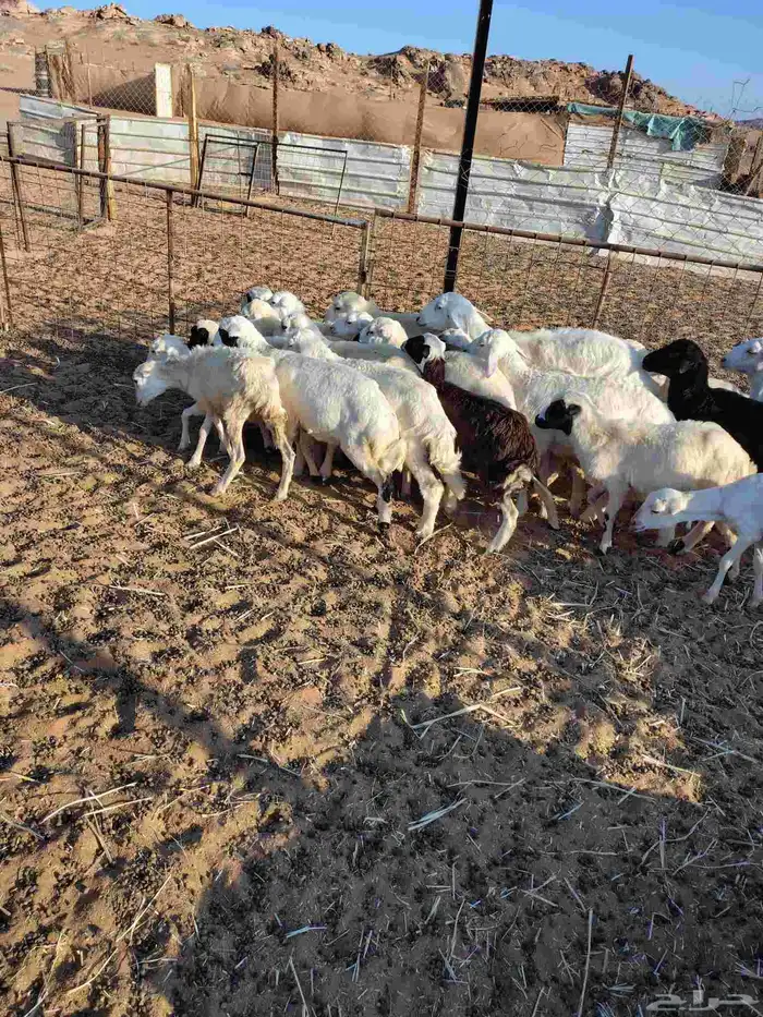 تيوس جنوبيه من محايل عسير ورخال رفيديه من جيزان 5