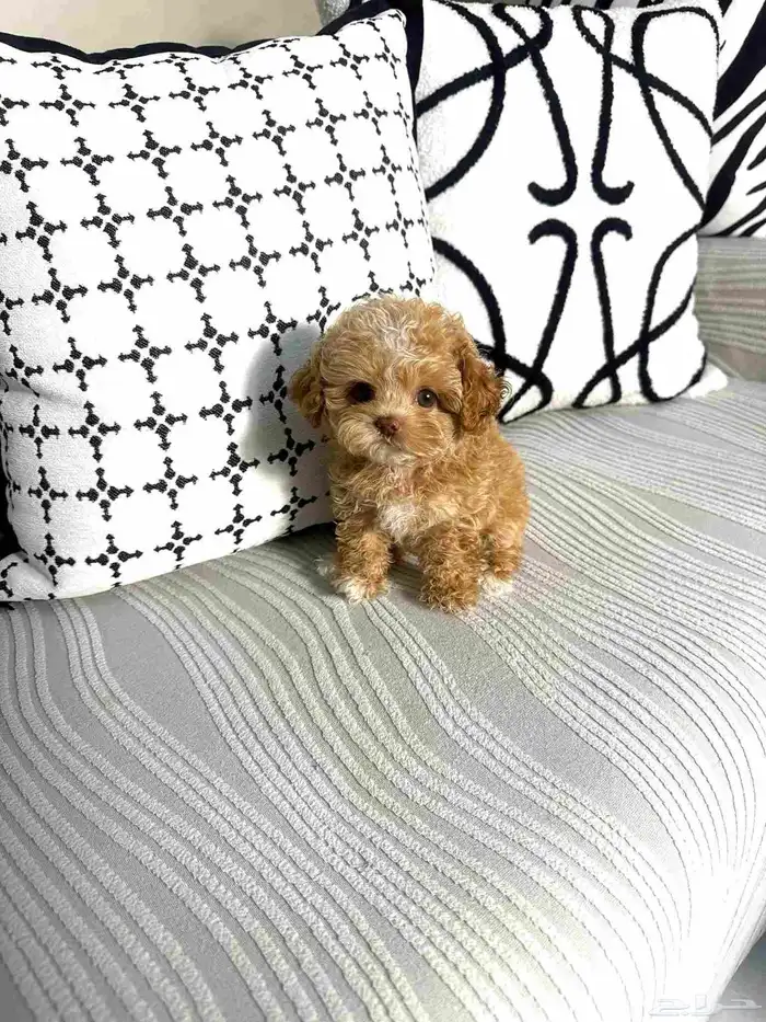 مالتيبو انثى مستوى جميل جدا وراقي 1