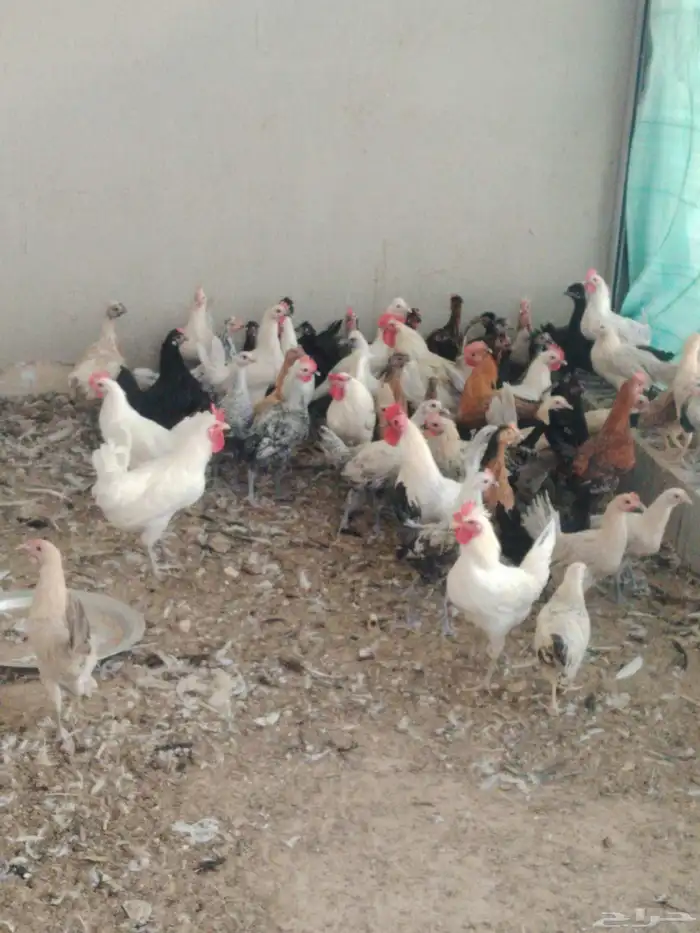 دجاج حساوي وفيومي 2