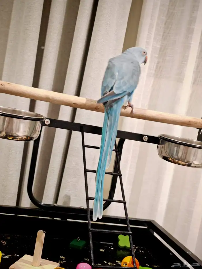 درة هولندي لون مميز 0