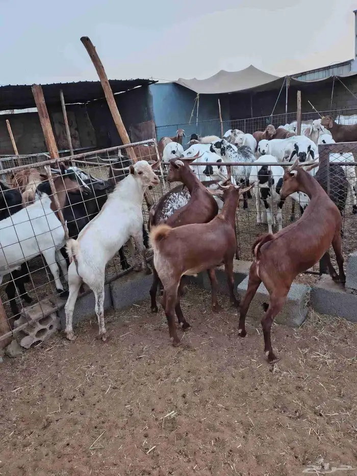 تيوس جنوبيه من محايل عسير ورخال رفيديه من جيزان 6