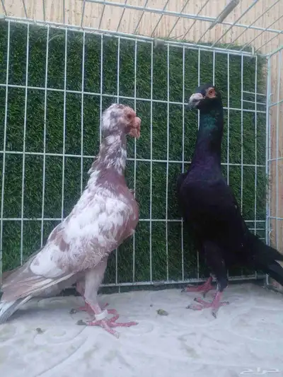 ذكرين للبيع .. ذكر لورنس وذكر بغدادي الذيل ابيض index