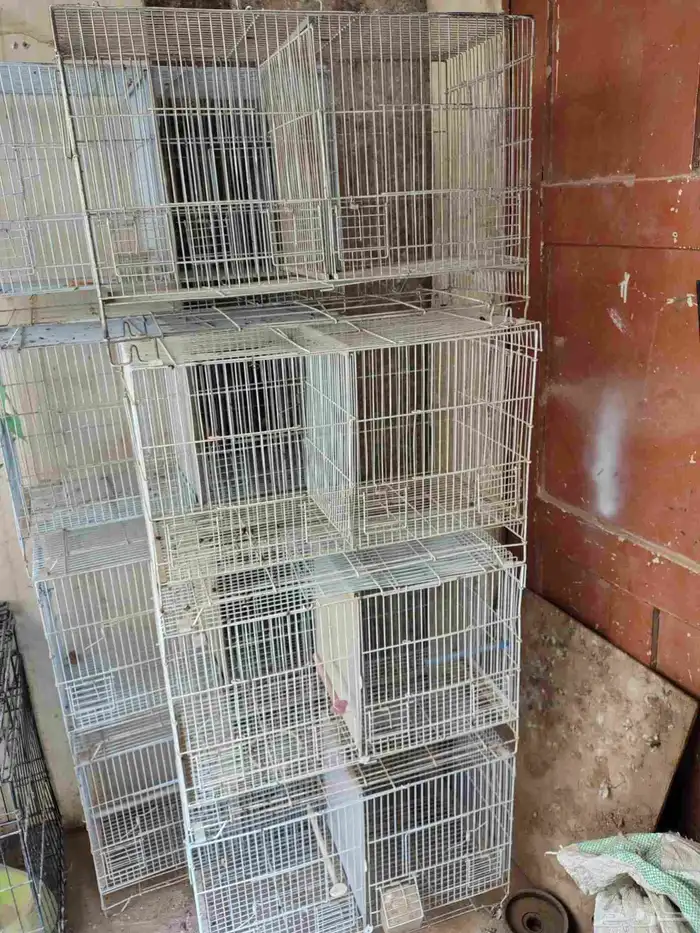 للبيع ثمان حبات شبوك تتقسم من النص تصلح طيور الحب والكناري 0