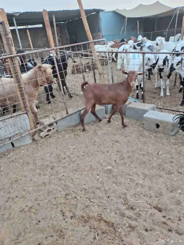 تيوس جنوبيه من محايل عسير ورخال رفيديه من جيزان 2