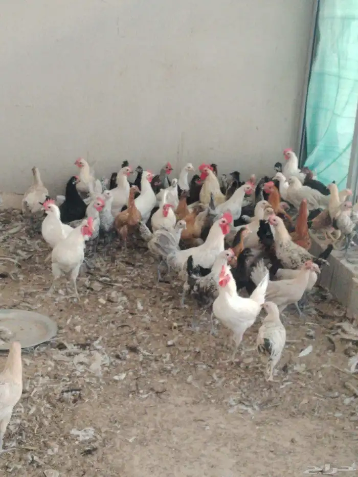 دجاج حساوي وفيومي 0