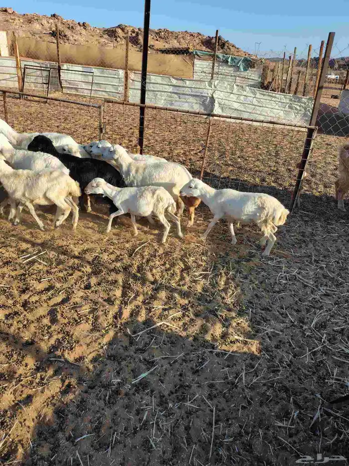 تيوس جنوبيه من محايل عسير ورخال رفيديه من جيزان 4