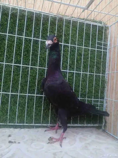 ذكرين للبيع .. ذكر لورنس وذكر بغدادي الذيل ابيض index