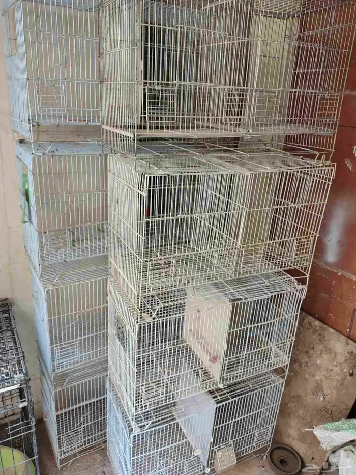 للبيع ثمان حبات شبوك تتقسم من النص تصلح طيور الحب والكناري 1