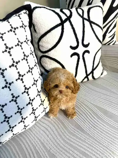 مالتيبو انثى مستوى جميل جدا وراقي index