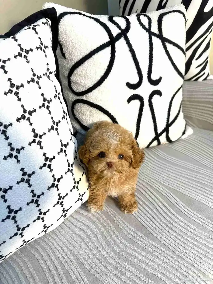 مالتيبو انثى مستوى جميل جدا وراقي 2