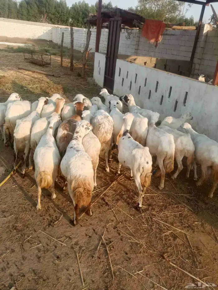 ضان رقيديات دفيع العدد عشرين اتبع ثلاثه 0