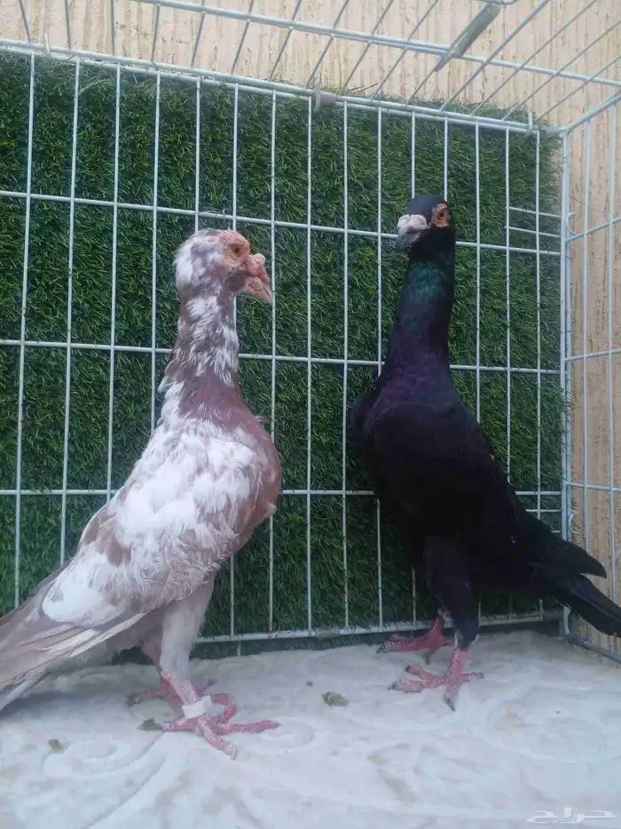 ذكرين للبيع .. ذكر لورنس وذكر بغدادي الذيل ابيض 2