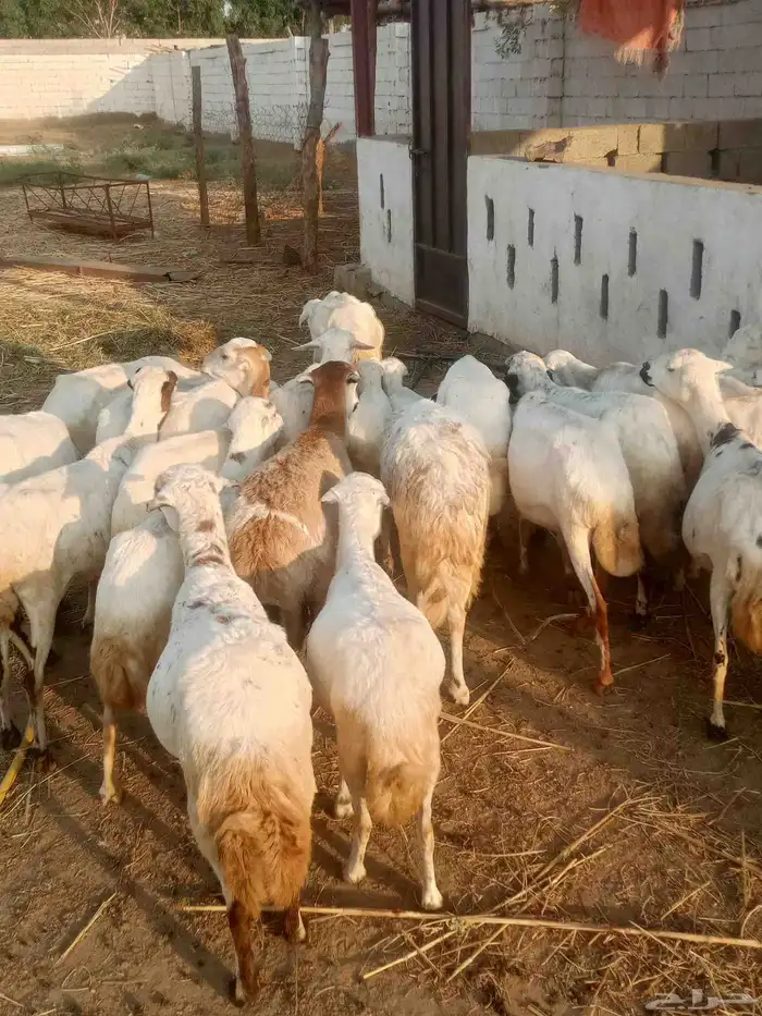 ضان رقيديات دفيع العدد عشرين اتبع ثلاثه 1