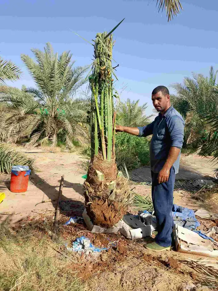 نخل للبيع خلاص صقعي برحي سكري شيشي واشنطني وفسايل وفروخ 15