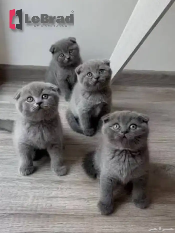 قطط كيتنز سكوتش بريتش بلو ليلاك عيون رصاصية LeBrad Cattery 1