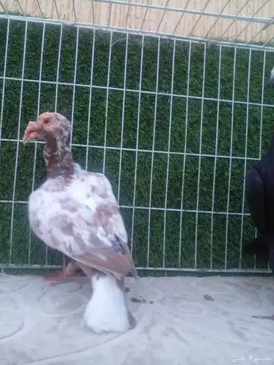 ذكرين للبيع .. ذكر لورنس وذكر بغدادي الذيل ابيض index