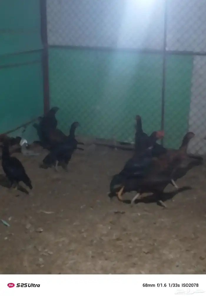 موجود دجاج باكستان 0