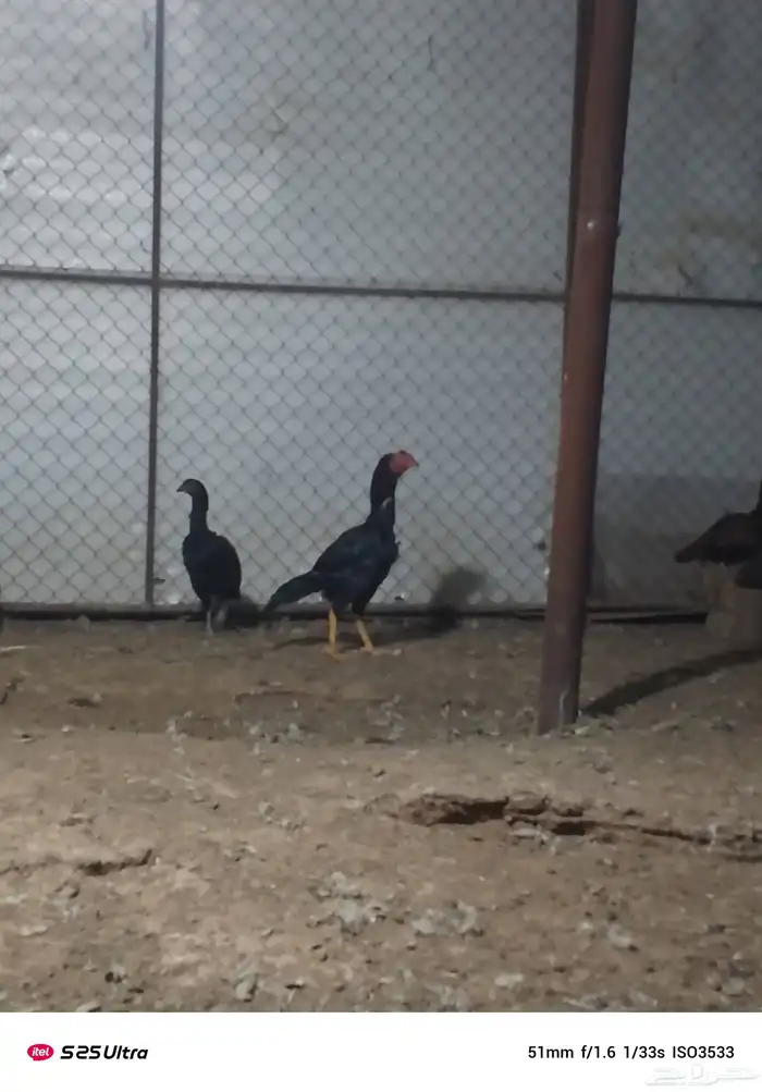 موجود دجاج باكستان 1