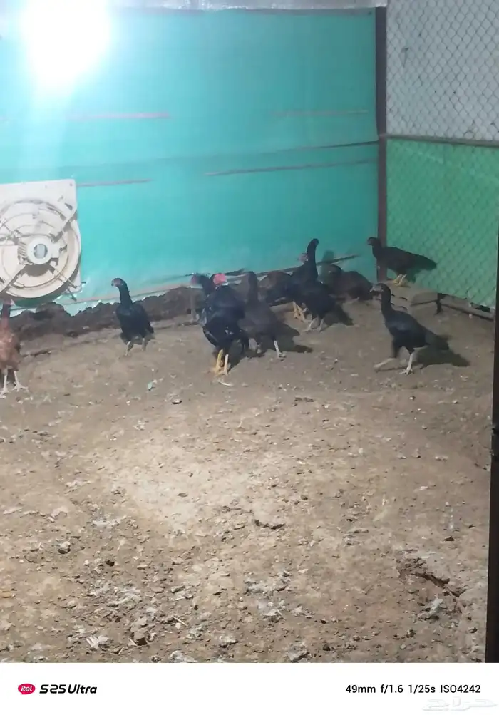 موجود دجاج باكستان 2