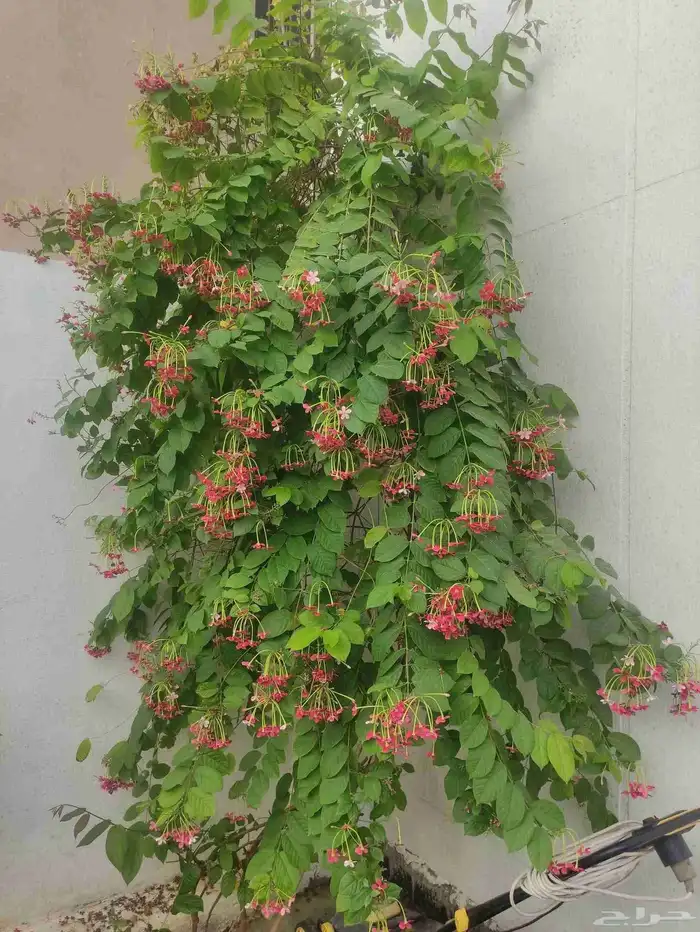 مزارع ومنسق حدائق 0