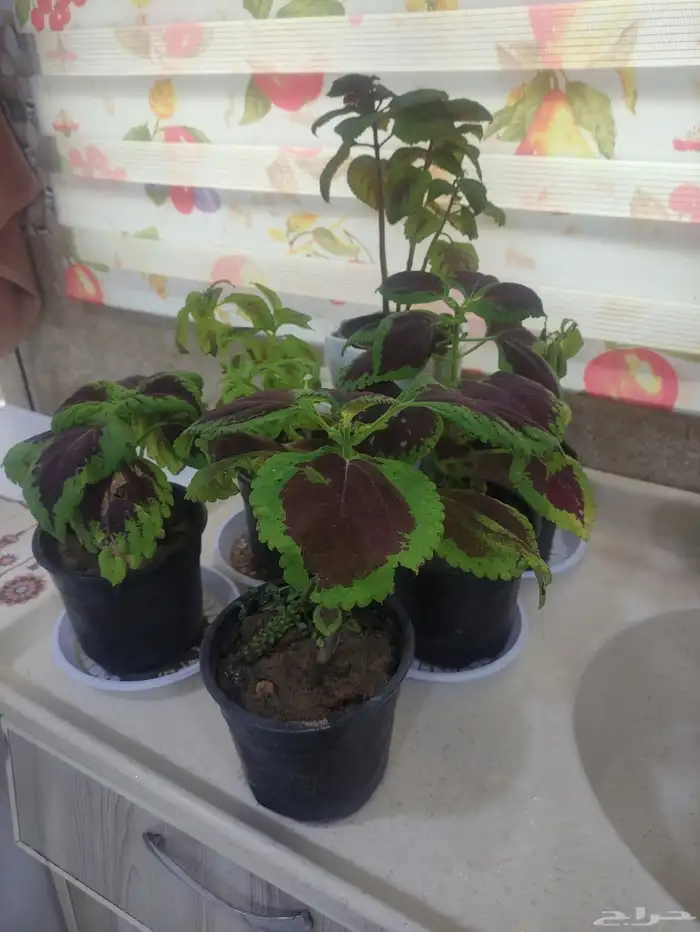 مزارع ومنسق حدائق 1