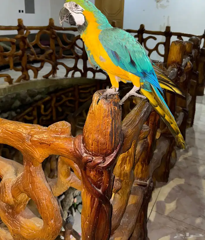 ببغاء مكاو بلو اند قولد طير 3