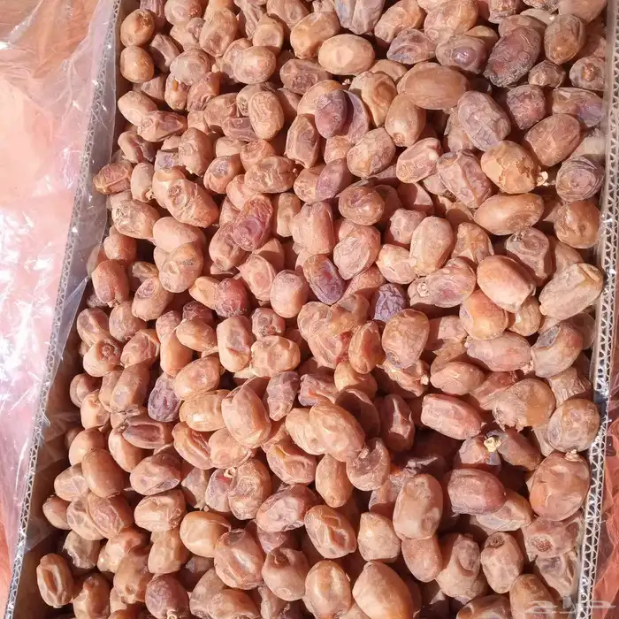 20طن خلاص ساجر 5