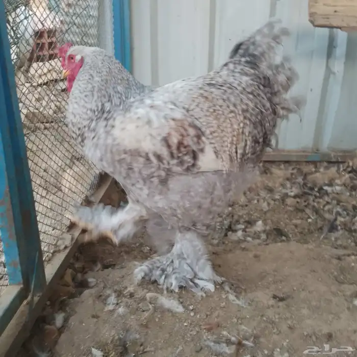 ديك براهما 1