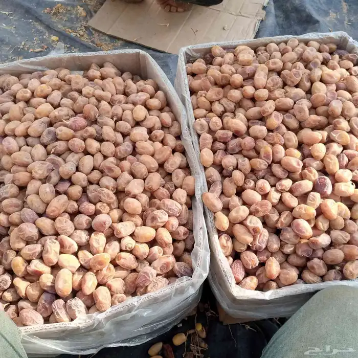 20طن خلاص ساجر 3