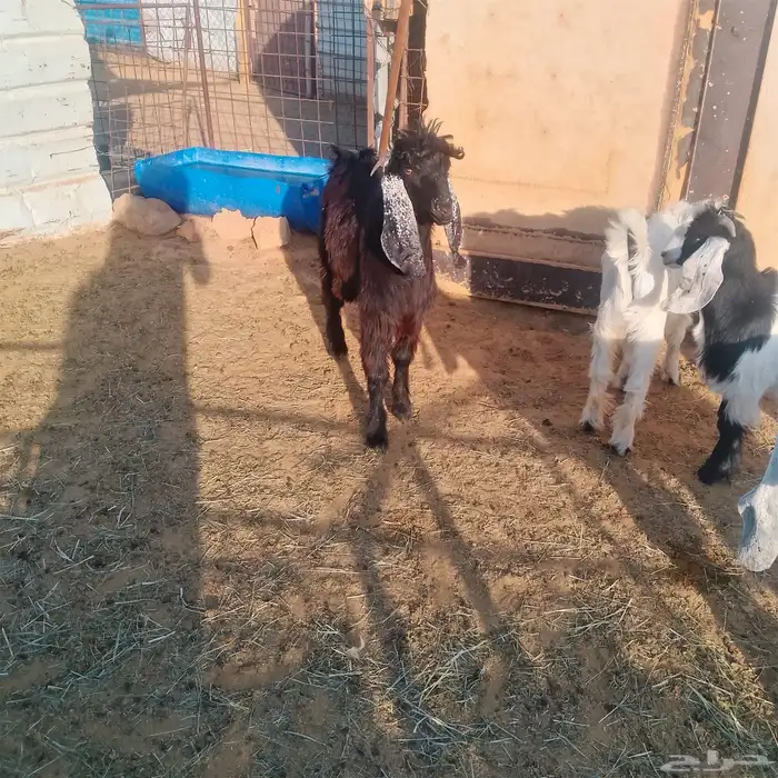 للبيع تيس طيب 1