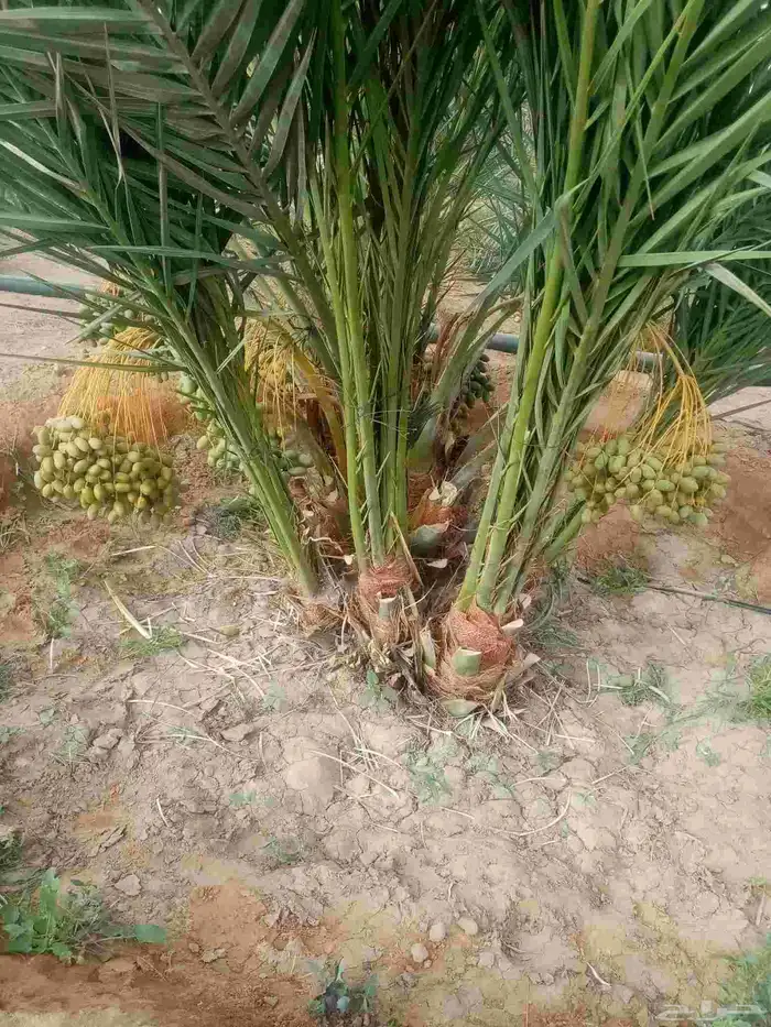 فسايل نخيل جثايث نقايل 2