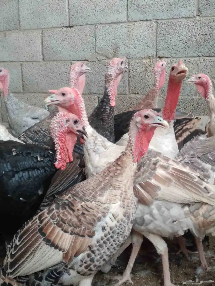 دجاج رومى للذبح والتربيه 1