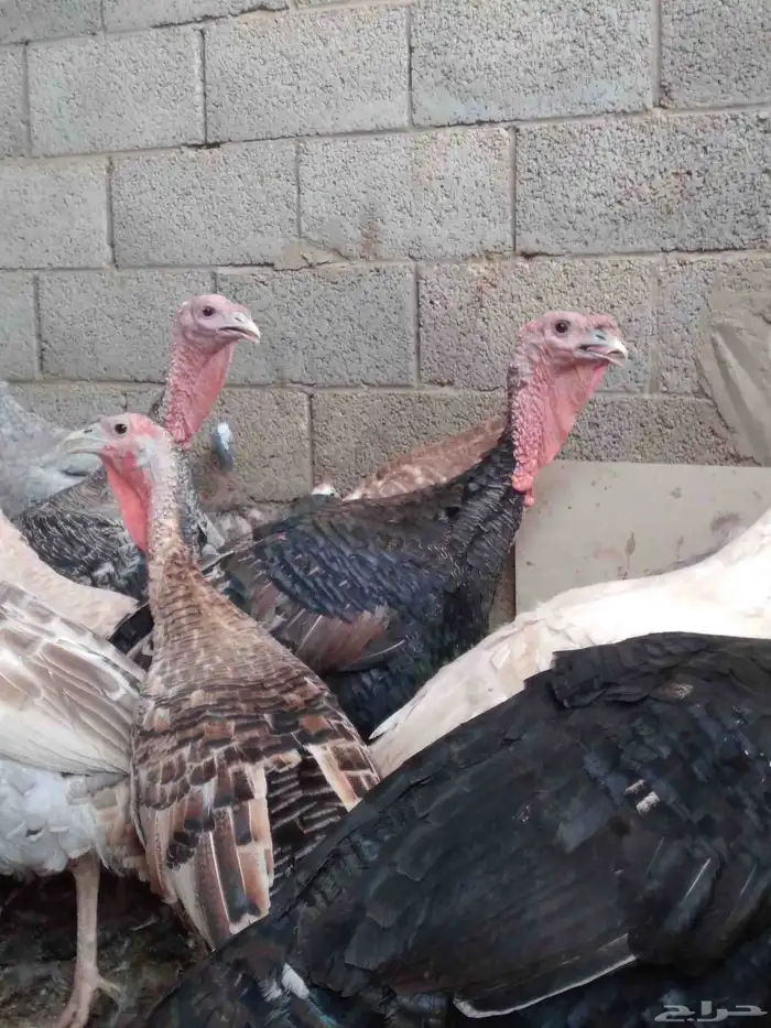 دجاج رومى للذبح والتربيه 2